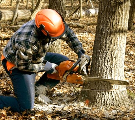 Tree Removal in Cypress, IL